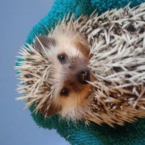 Meet your Posher, Josie